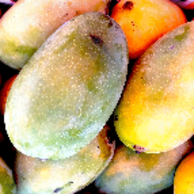 FRESH MANGO Pr KG